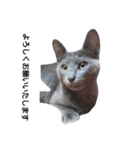 子猫のロゼッタ（個別スタンプ：15）