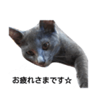 子猫のロゼッタ（個別スタンプ：16）