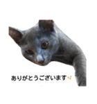 子猫のロゼッタ（個別スタンプ：17）