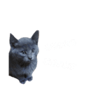 子猫のロゼッタ（個別スタンプ：18）