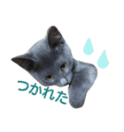 子猫のロゼッタ（個別スタンプ：19）