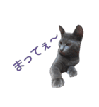 子猫のロゼッタ（個別スタンプ：20）