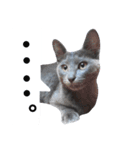 子猫のロゼッタ（個別スタンプ：21）