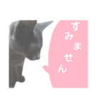 子猫のロゼッタ（個別スタンプ：22）