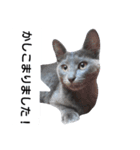 子猫のロゼッタ（個別スタンプ：23）