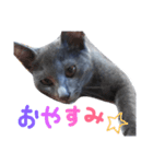 子猫のロゼッタ（個別スタンプ：24）