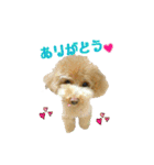 トイプーmoco！！（個別スタンプ：1）