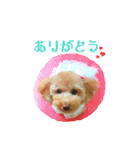 トイプーmoco！！（個別スタンプ：2）