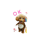 トイプーmoco！！（個別スタンプ：5）