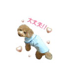 トイプーmoco！！（個別スタンプ：6）