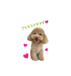 トイプーmoco！！（個別スタンプ：9）