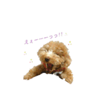 トイプーmoco！！（個別スタンプ：11）