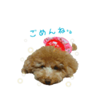 トイプーmoco！！（個別スタンプ：13）