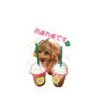 トイプーmoco！！（個別スタンプ：14）
