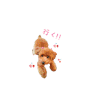 トイプーmoco！！（個別スタンプ：16）