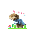 トイプーmoco！！（個別スタンプ：19）