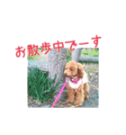 トイプーmoco！！（個別スタンプ：21）