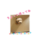 トイプーmoco！！（個別スタンプ：25）