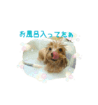 トイプーmoco！！（個別スタンプ：26）