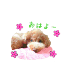 トイプーmoco！！（個別スタンプ：27）