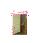 トイプーmoco！！（個別スタンプ：28）