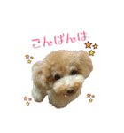 トイプーmoco！！（個別スタンプ：29）