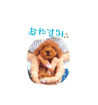 トイプーmoco！！（個別スタンプ：31）