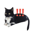 靴下ねこ2（個別スタンプ：1）