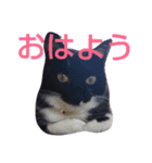 靴下ねこ2（個別スタンプ：2）