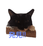 靴下ねこ2（個別スタンプ：3）