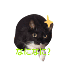 靴下ねこ2（個別スタンプ：4）