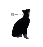 靴下ねこ2（個別スタンプ：5）