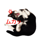 靴下ねこ2（個別スタンプ：6）