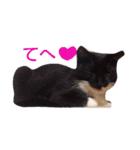 靴下ねこ2（個別スタンプ：7）