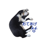 靴下ねこ2（個別スタンプ：8）