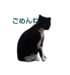 靴下ねこ2（個別スタンプ：9）
