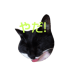 靴下ねこ2（個別スタンプ：10）
