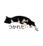 靴下ねこ2（個別スタンプ：12）