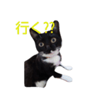 靴下ねこ2（個別スタンプ：13）