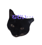 靴下ねこ2（個別スタンプ：15）
