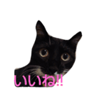 靴下ねこ2（個別スタンプ：16）