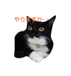 靴下ねこ2（個別スタンプ：19）