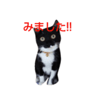 靴下ねこ2（個別スタンプ：20）