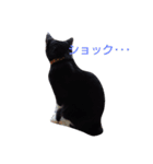 靴下ねこ2（個別スタンプ：22）