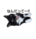 靴下ねこ2（個別スタンプ：23）