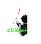 靴下ねこ2（個別スタンプ：24）