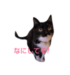 靴下ねこ2（個別スタンプ：26）
