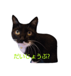 靴下ねこ2（個別スタンプ：27）