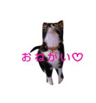 靴下ねこ2（個別スタンプ：29）