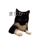 靴下ねこ2（個別スタンプ：31）